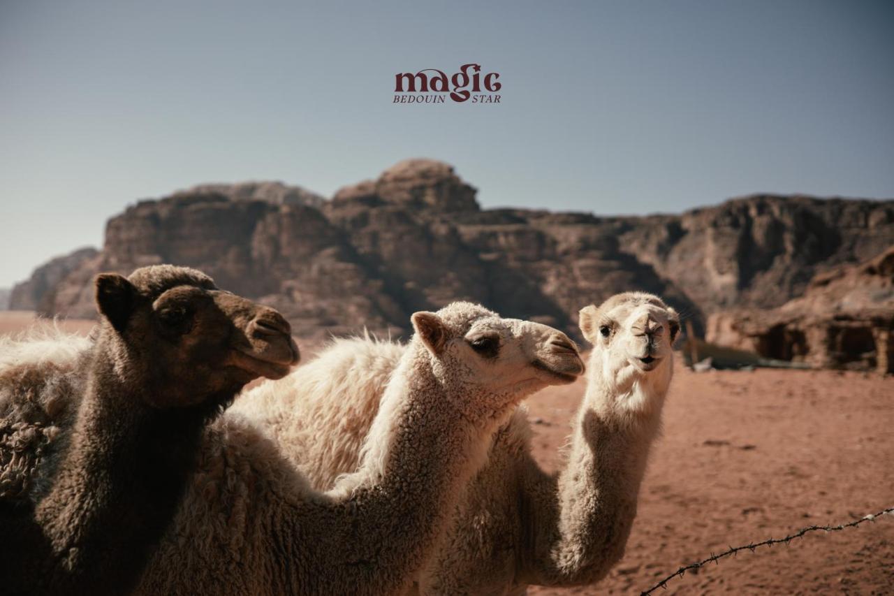 Hotel Magic Bedouin Star & Tours Wadi Rum Exteriér fotografie